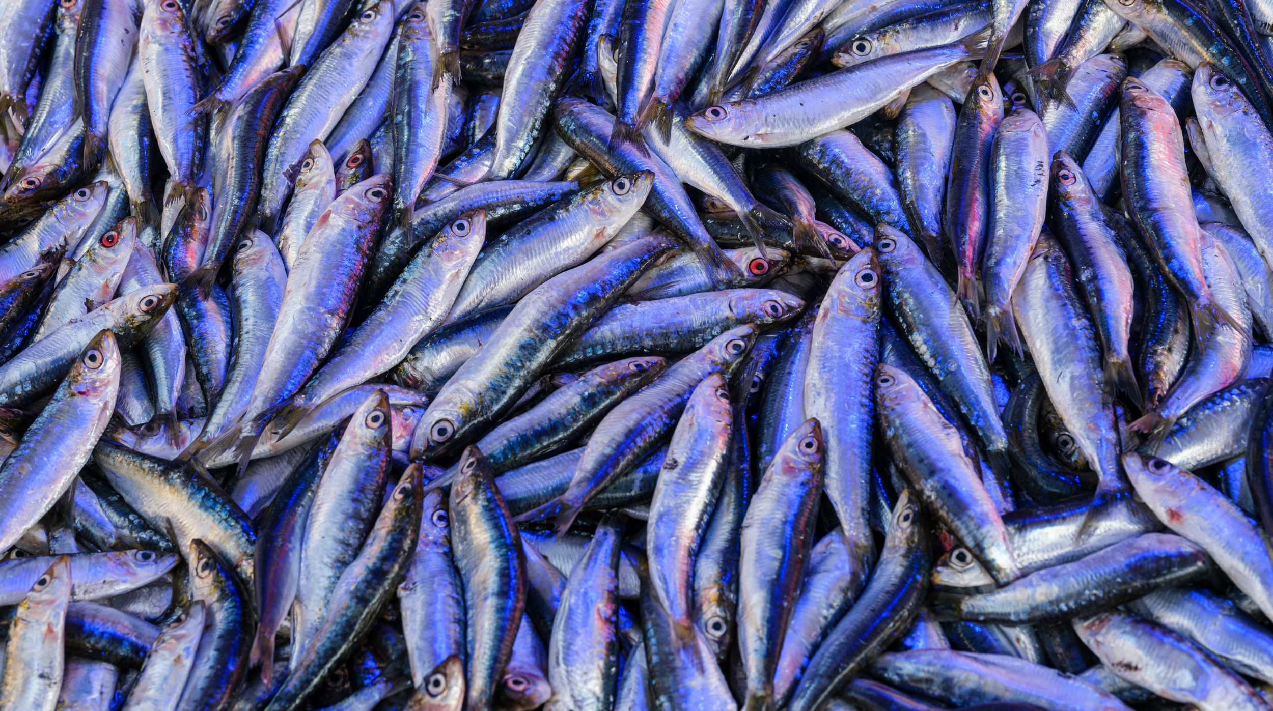 Peix fresc sobre gel picat en una parada de mercat, amb l'ull clar i brillant