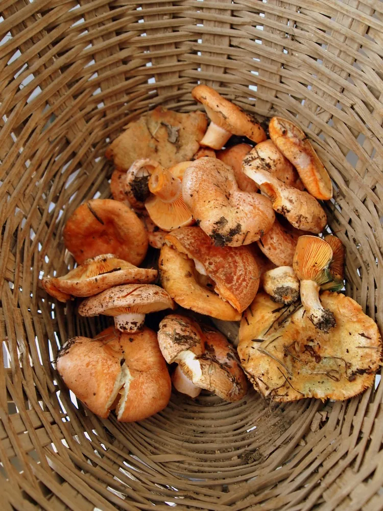 Rovellons acabats de collir dins un cistell de vímet, amb terra i agulles de pi als barrets